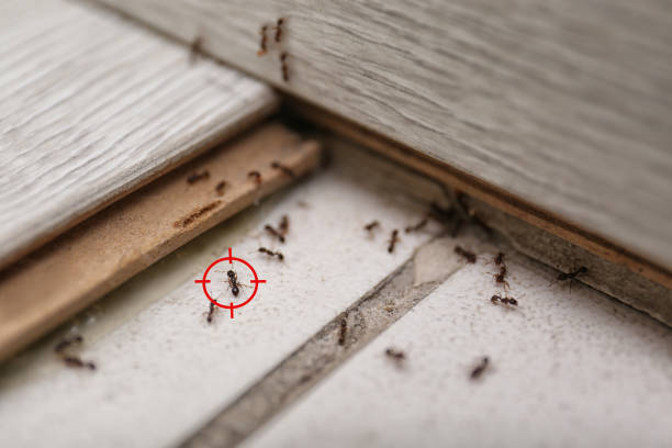Best Mosquito Control Services  in Shady Spring, WV