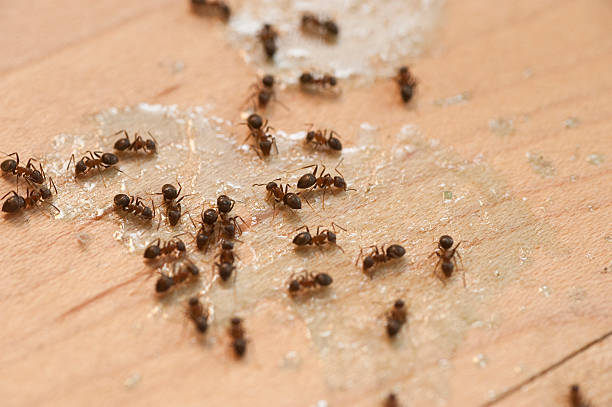 Best Cockroach Control Services  in Shady Spring, WV