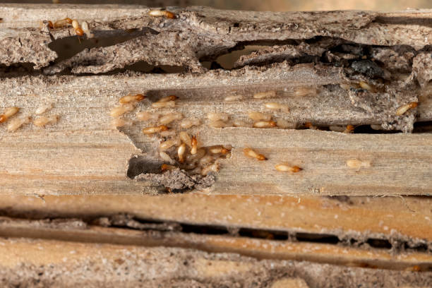 Best Best Pest Control Companies  in Shady Spring, WV
