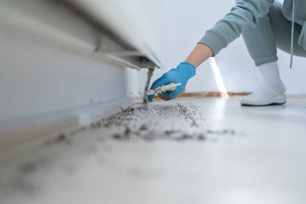 Best Termite Control Services  in Shady Spring, WV